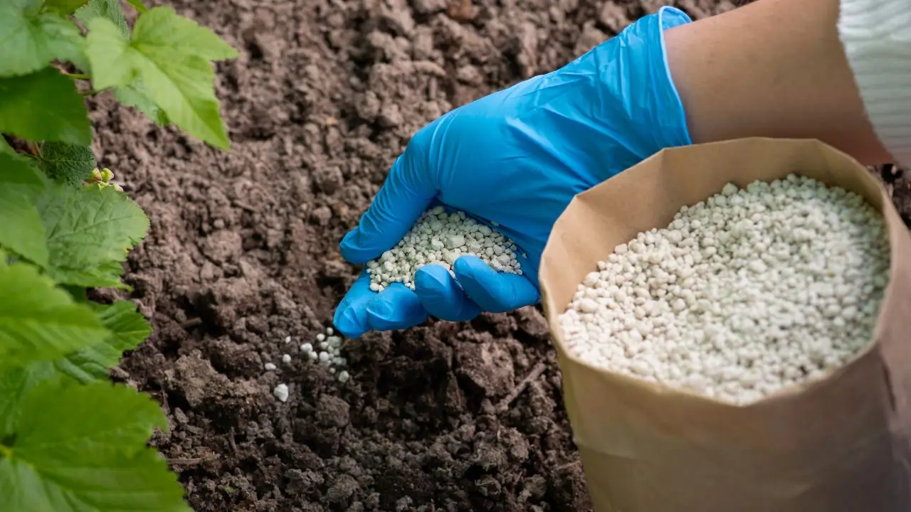 Guida ai concimi naturali, quali informazioni cercare sull’etichetta Immagine selezionata