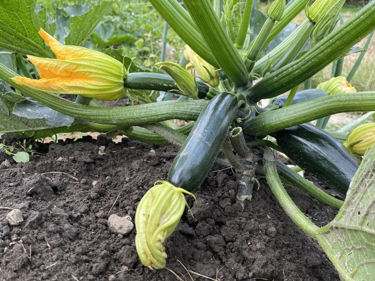 Non piantare le zucchine troppo vicine: scopri cosa succede Non piantare le zucchine troppo vicine: scopri cosa succede
