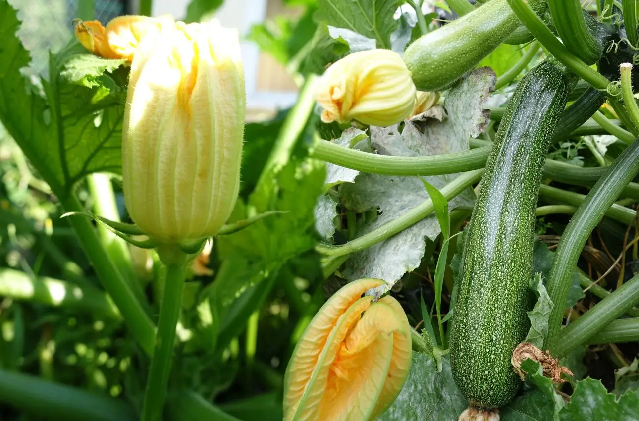 Non piantare le zucchine troppo vicine: scopri cosa succede Immagine selezionata