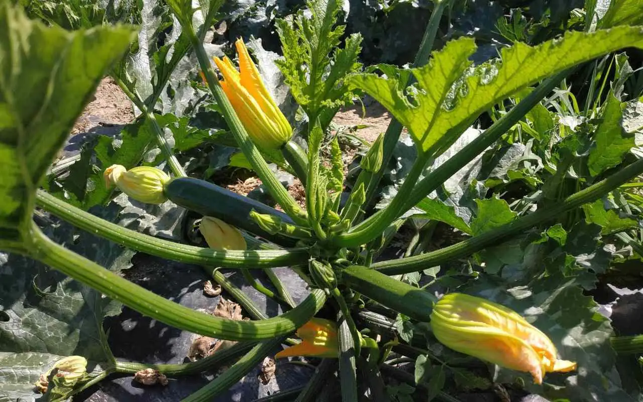 Non piantare le zucchine troppo vicine: scopri cosa succede Immagine selezionata
