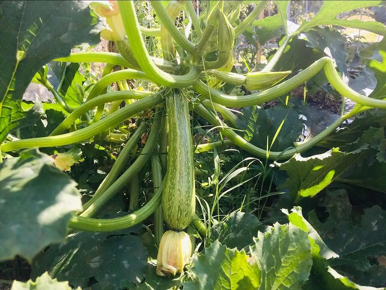Non piantare le zucchine troppo vicine: scopri cosa succede Immagine selezionata