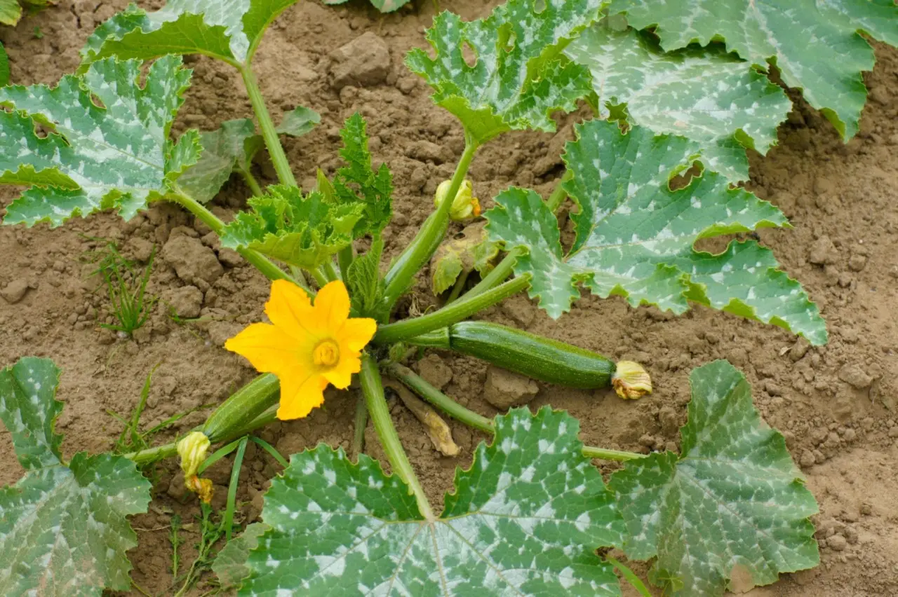 Non piantare le zucchine troppo vicine: scopri cosa succede Immagine selezionata