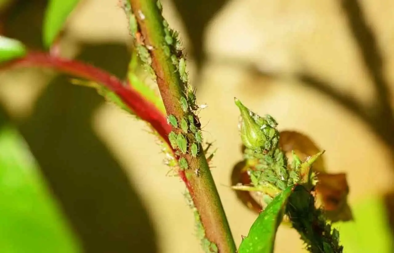 Come salvare le piante da un attacco di afidi: ecco il rimedio naturale Immagine selezionata