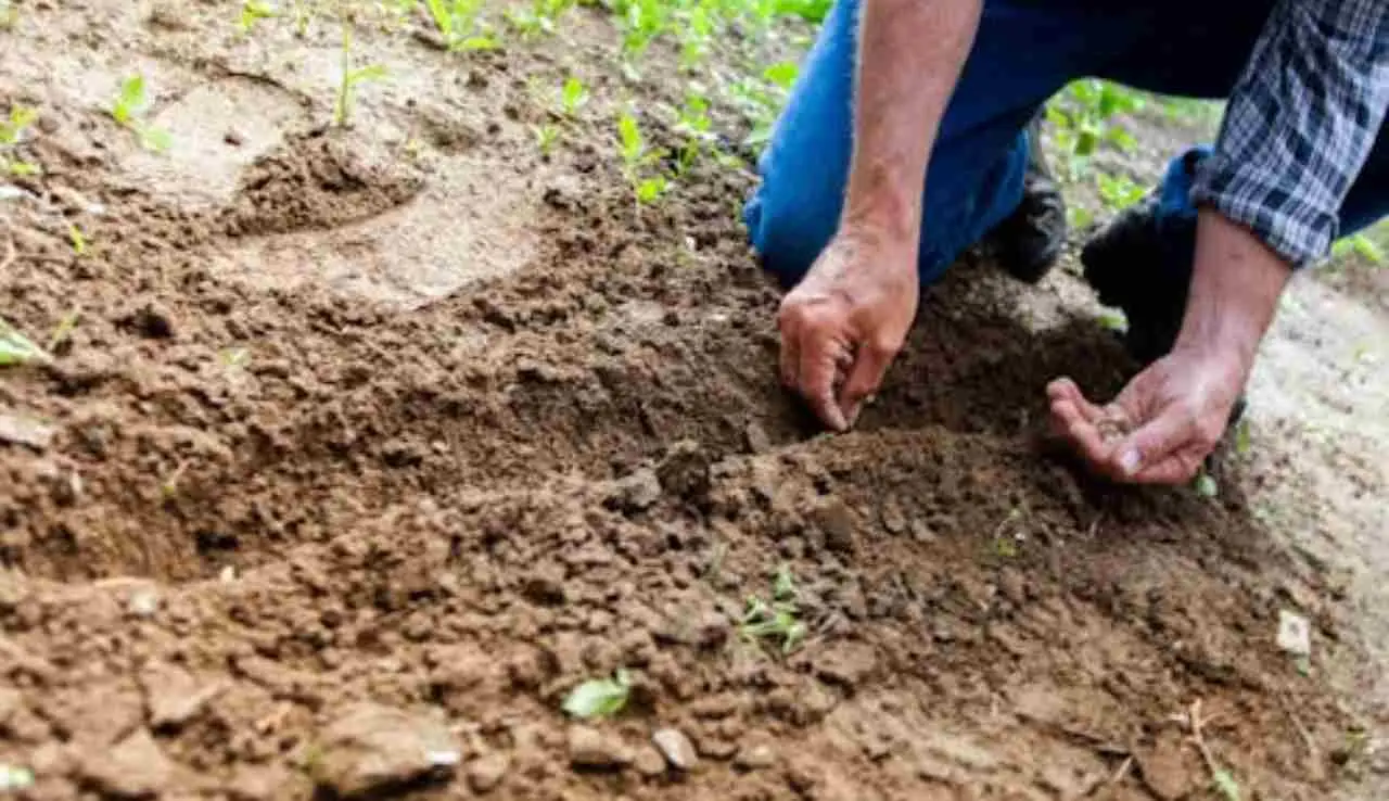 Non usare troppa torba: scopri perché può danneggiare il suolo Non usare troppa torba: scopri perché può danneggiare il suolo