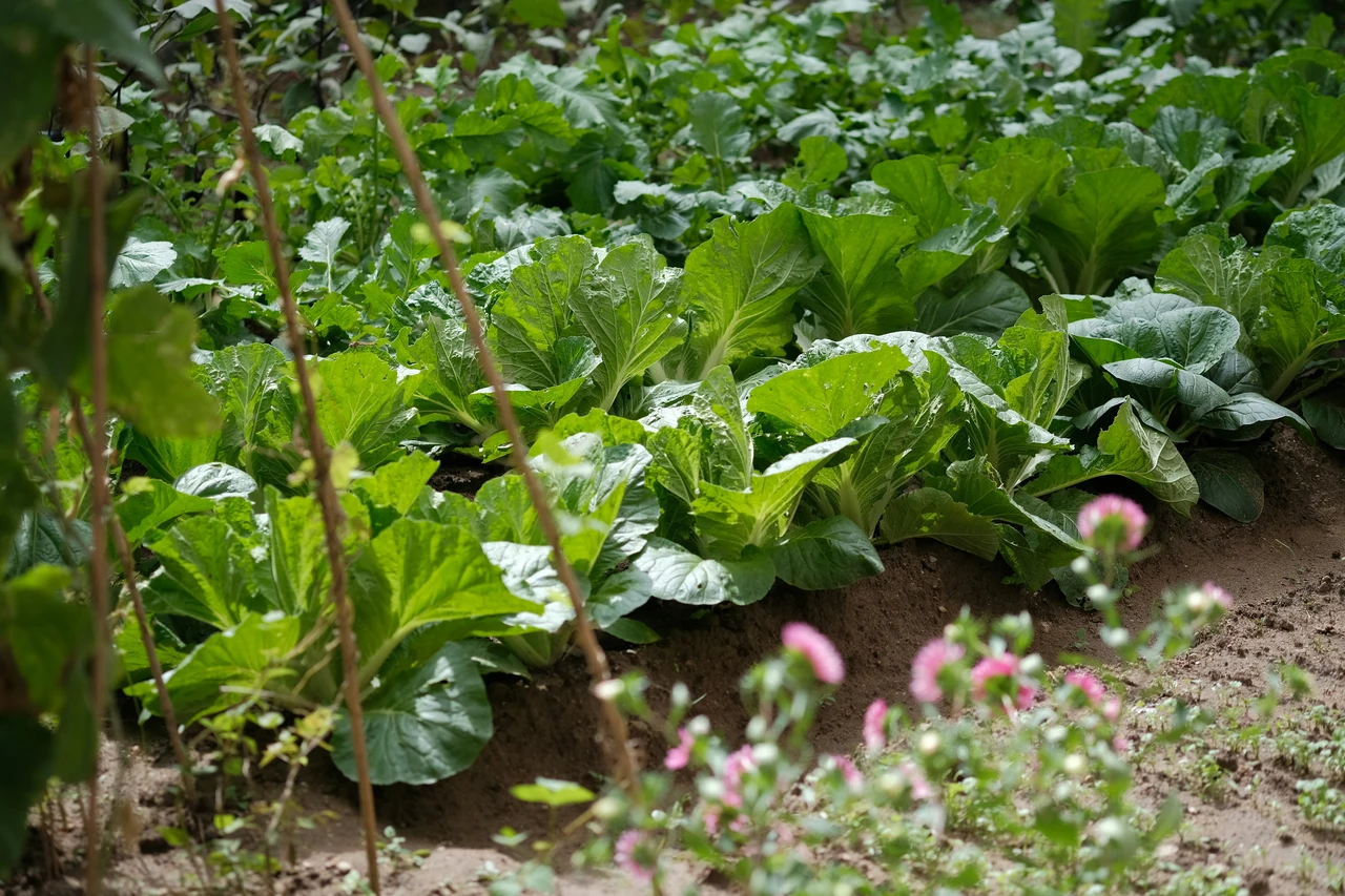 Come costruire un giardino pensile sul tuo tetto di casa Immagine selezionata