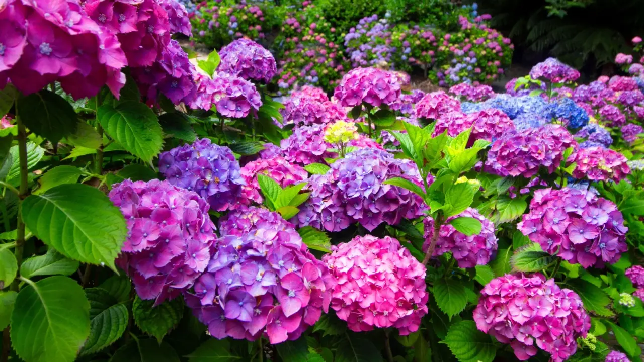 Ortensie perfette: questi i trucchi segreti per fioriture spettacolari che tutti ti invidieranno Ortensie perfette: questi i trucchi segreti per fioriture spettacolari che tutti ti invidieranno