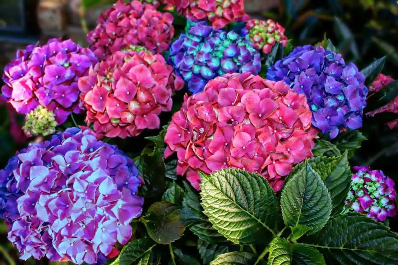 Ortensie perfette: questi i trucchi segreti per fioriture spettacolari che tutti ti invidieranno Immagine selezionata