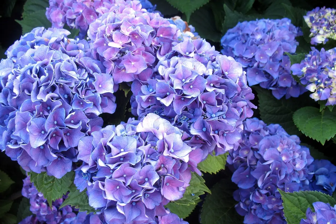 Ortensie perfette: questi i trucchi segreti per fioriture spettacolari che tutti ti invidieranno Immagine selezionata