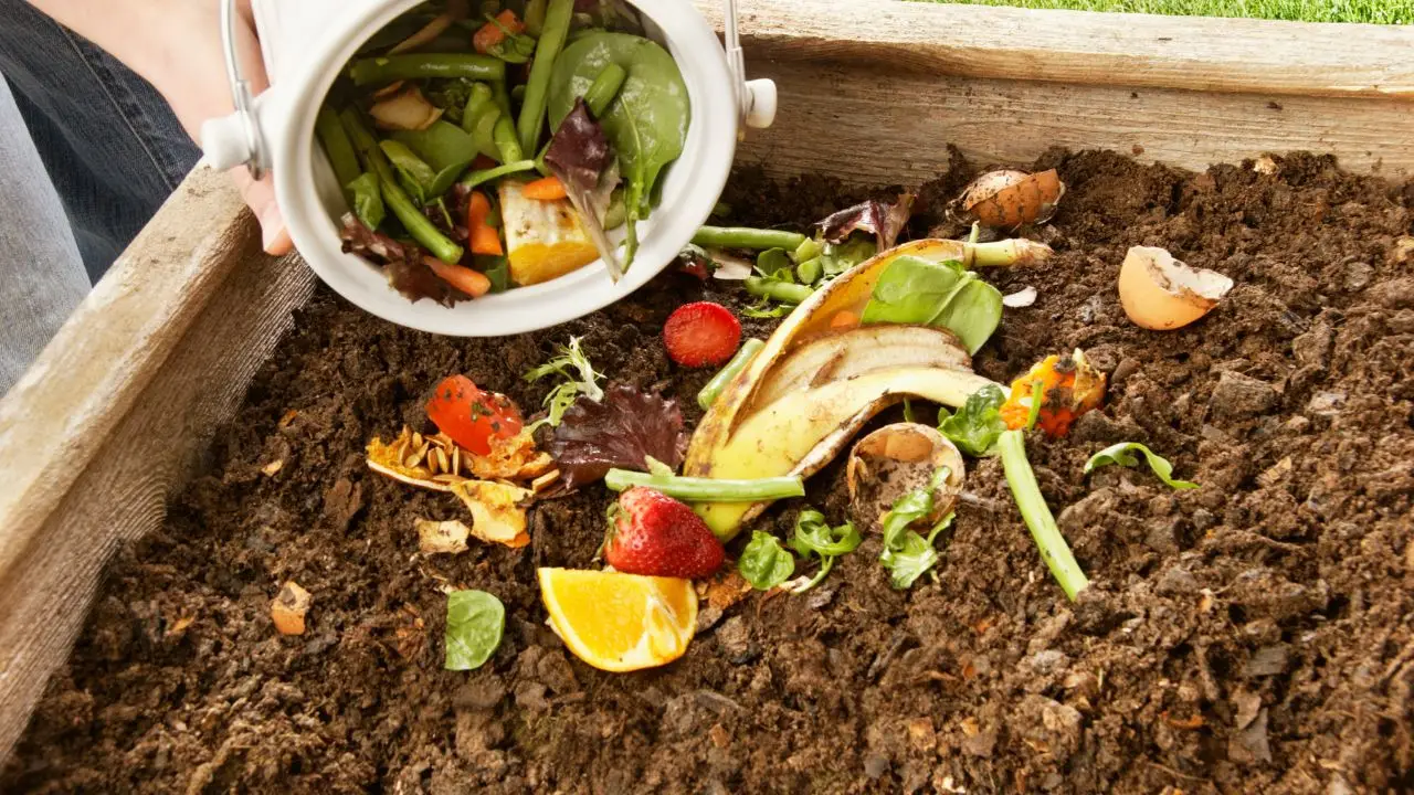 Il compost va coperto per evitare l’arrivo di animali Il compost va coperto per evitare l’arrivo di animali