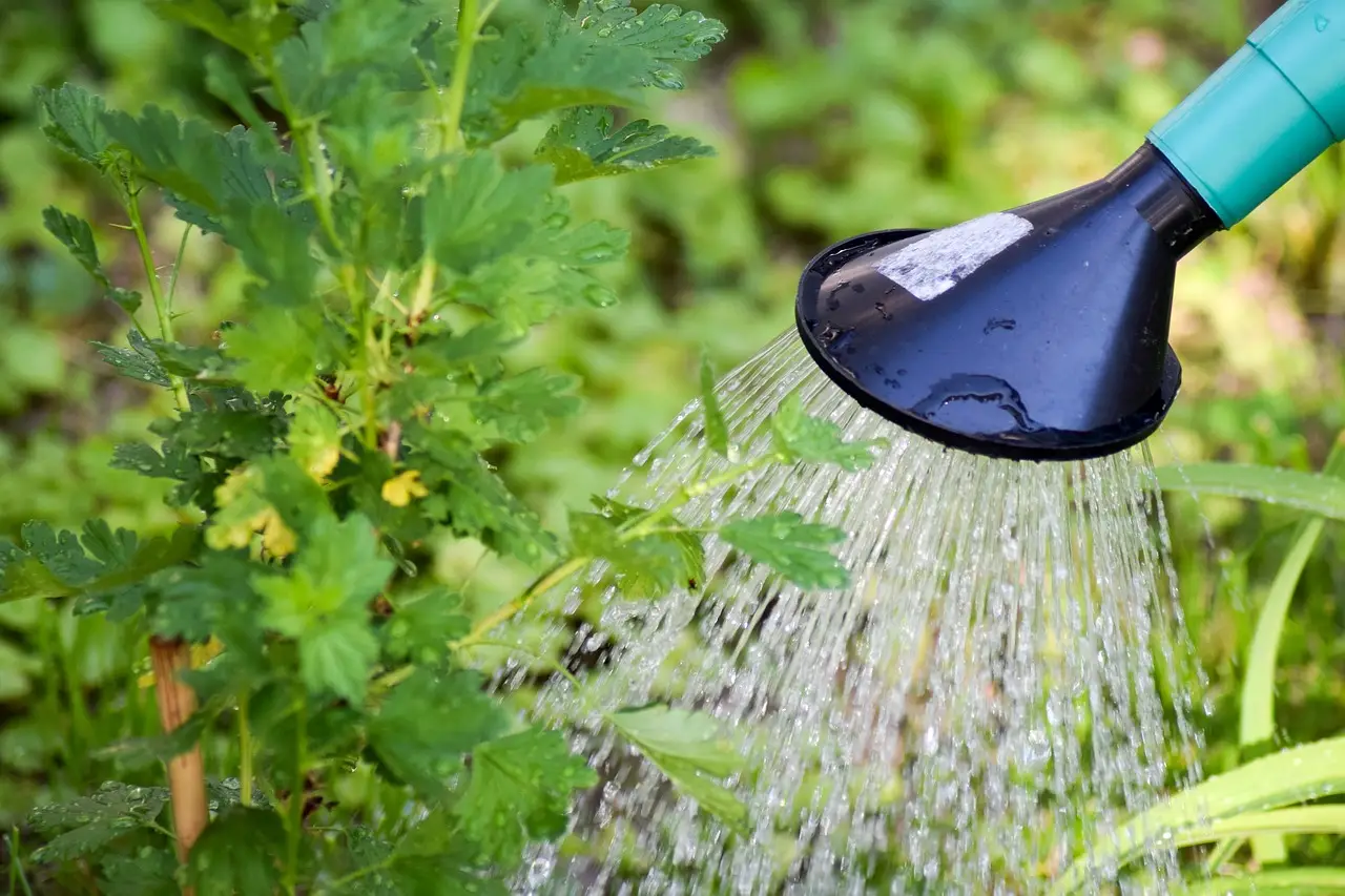 Il calcare nell’acqua danneggia le radici. Attenzione ai rischi Il calcare nell’acqua danneggia le radici. Attenzione ai rischi