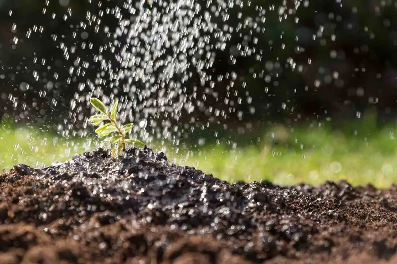 Il calcare nell’acqua danneggia le radici. Attenzione ai rischi Il calcare nell’acqua danneggia le radici. Attenzione ai rischi
