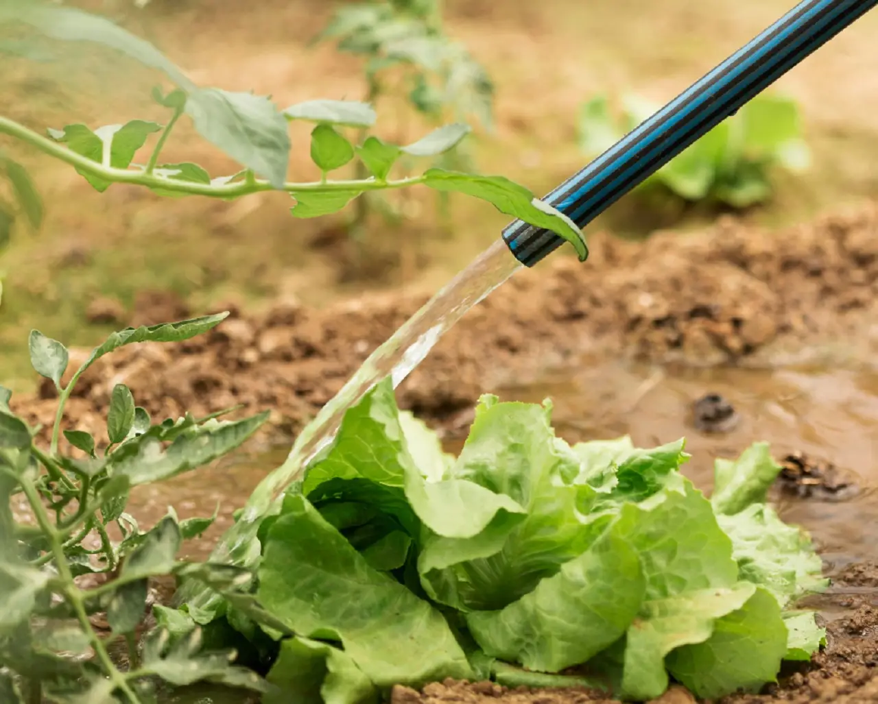Il calcare nell’acqua danneggia le radici. Attenzione ai rischi Il calcare nell’acqua danneggia le radici. Attenzione ai rischi