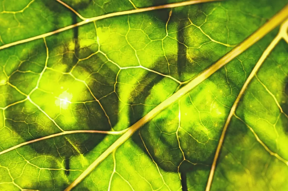 Come usare la clorofilla per la depurazione naturale Come usare la clorofilla per la depurazione naturale
