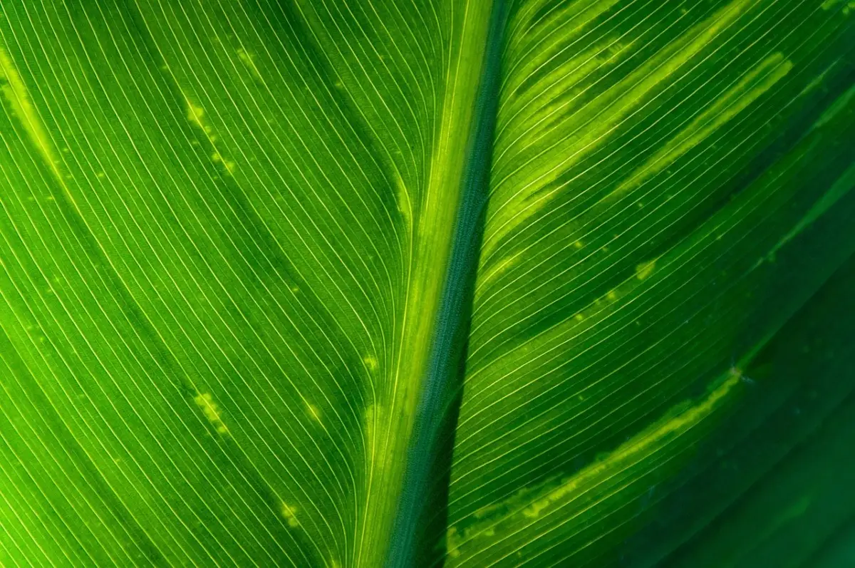 Come usare la clorofilla per la depurazione naturale Come usare la clorofilla per la depurazione naturale