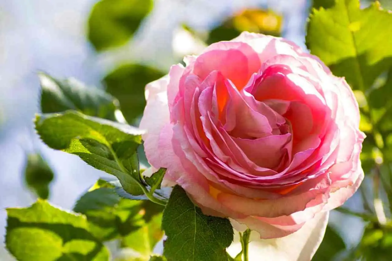 Come proteggere le rose in terrazzo dai parassiti con tecniche naturali Come proteggere le rose in terrazzo dai parassiti con tecniche naturali