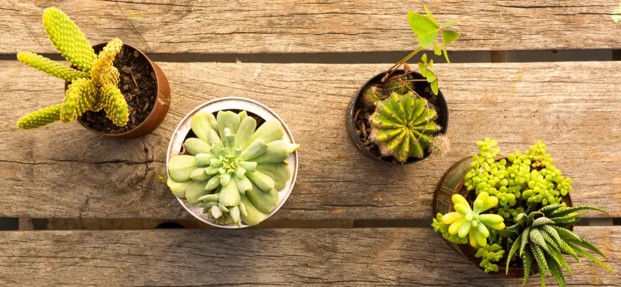 Piante grasse in casa: i consigli dell’agronomo per farle durare più a lungo Piante grasse in casa: i consigli dell’agronomo per farle durare più a lungo