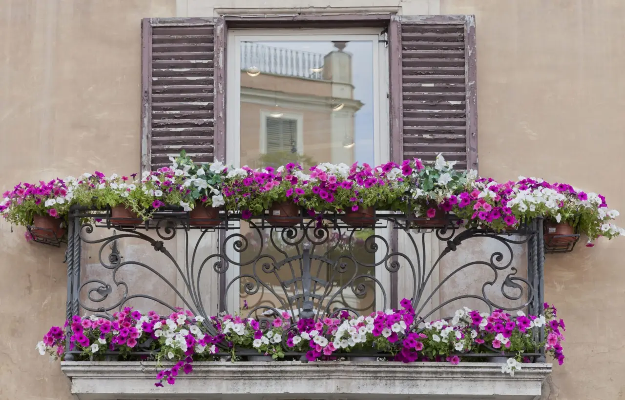 Quali rampicanti scegliere per creare privacy sul balcone senza manutenzione Quali rampicanti scegliere per creare privacy sul balcone senza manutenzione