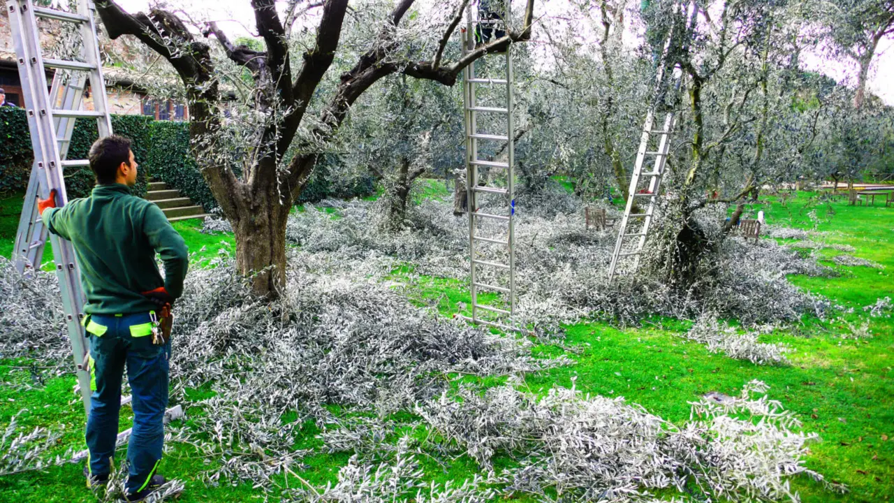 Potatura ulivo: evita questi 3 errori per un raccolto migliore Potatura ulivo: evita questi 3 errori per un raccolto migliore
