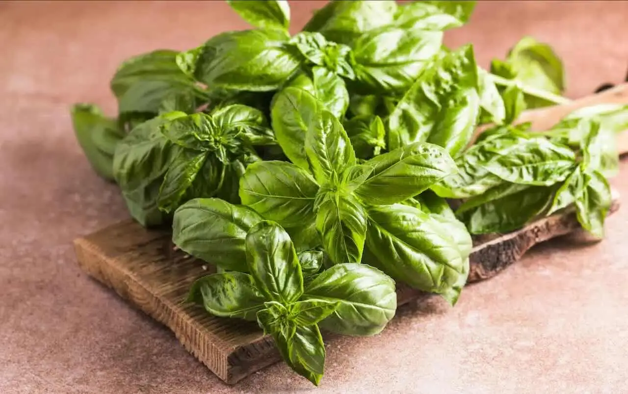 Come allontanare le zanzare con il basilico: funziona davvero? Come allontanare le zanzare con il basilico: funziona davvero?