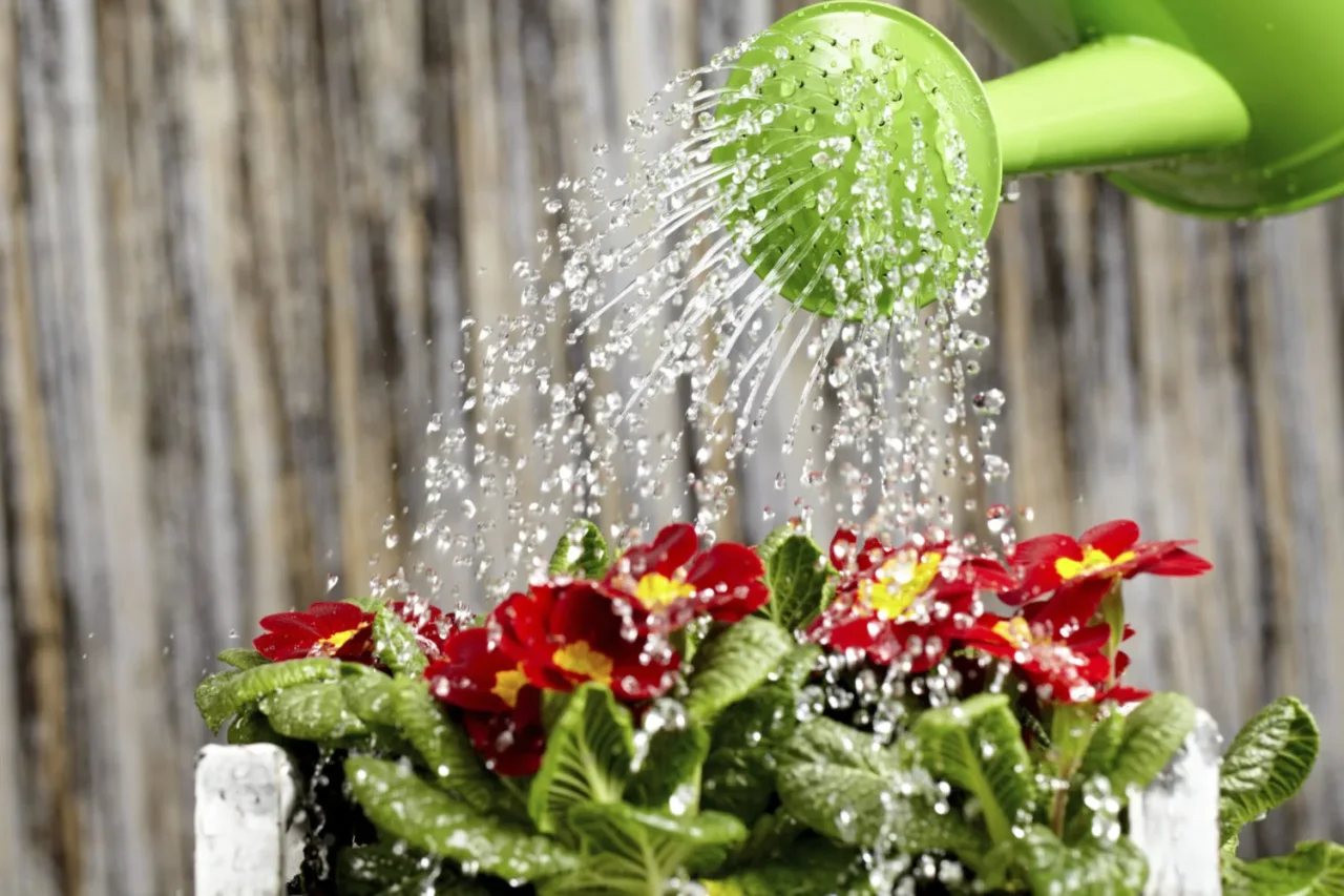 Irrigazione estiva: consigli pratici per balconi sempre colorati Irrigazione estiva: consigli pratici per balconi sempre colorati