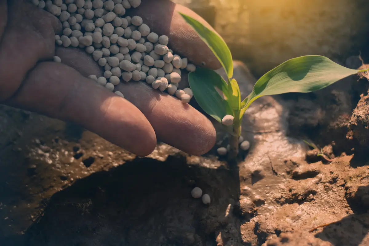 Concimare senza errori: la guida dell’agronomo per principianti SC - Concime e mani che lo distribuiscono