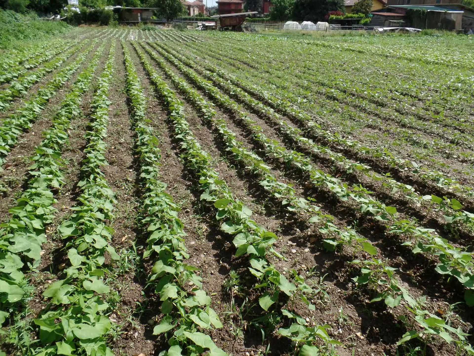 Concimare senza errori: la guida dell’agronomo per principianti SC - Concime e mani che lo distribuiscono