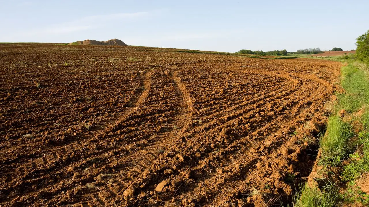 Concimare senza errori: la guida dell’agronomo per principianti SC - Concime e mani che lo distribuiscono