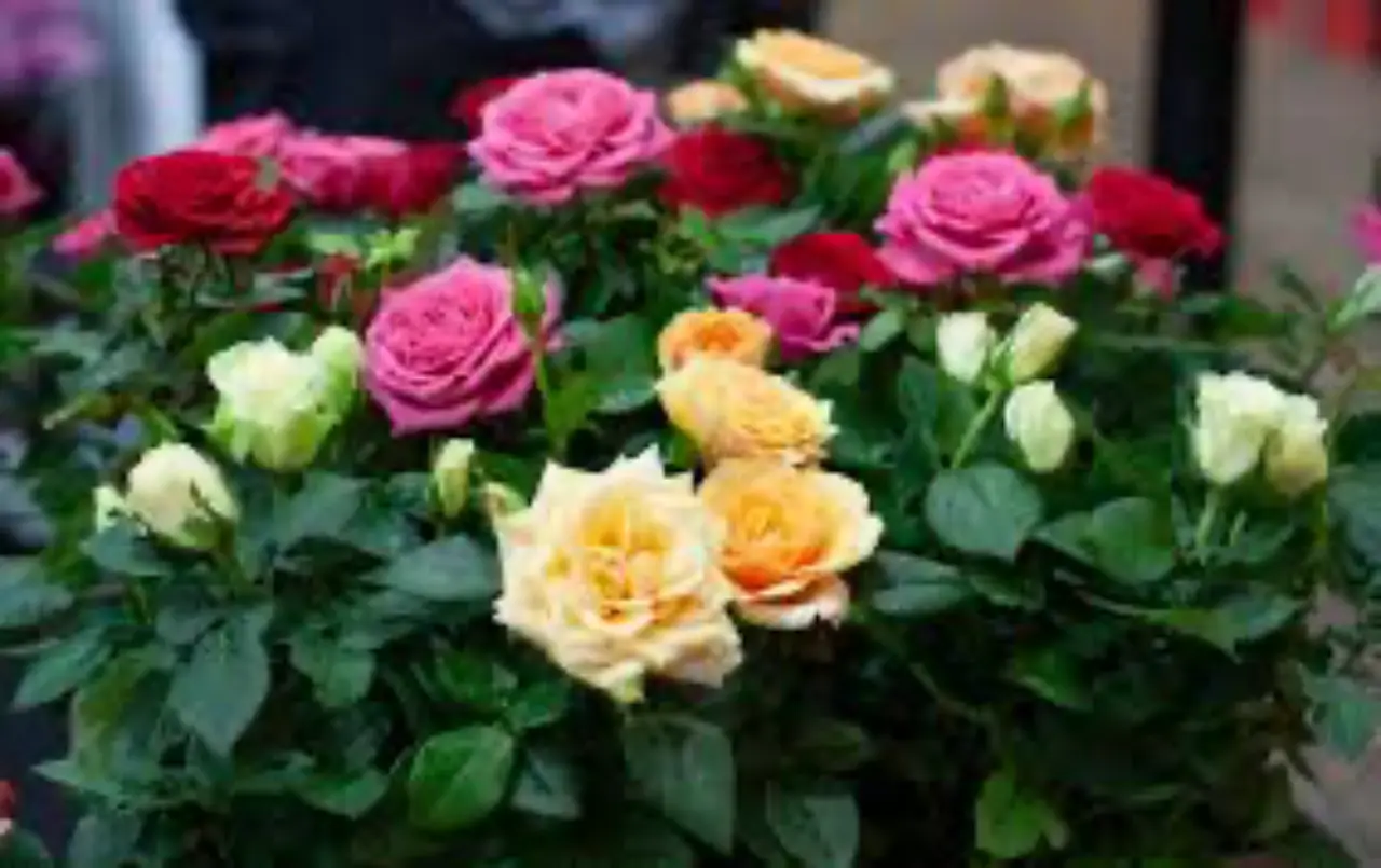 Come eliminare afidi e parassiti dalle rose in modo naturale Come eliminare afidi e parassiti dalle rose in modo naturale