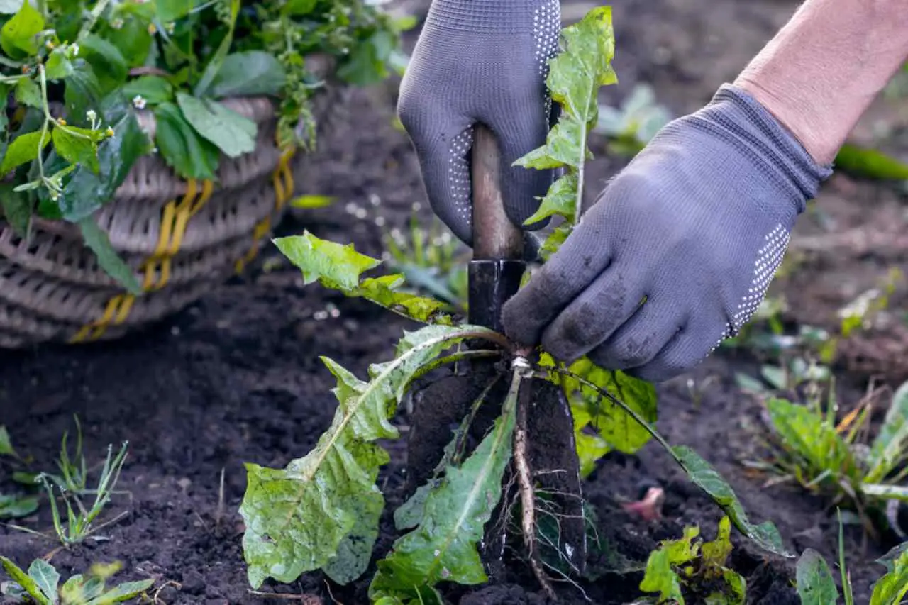 Erba infestante in giardino: soluzioni efficaci per eliminarla definitivamente Erba infestante in giardino: soluzioni efficaci per eliminarla definitivamente