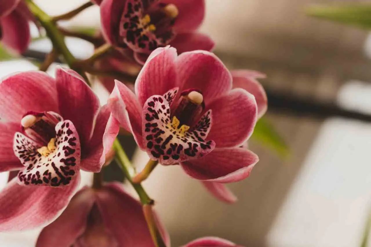 Come favorire la crescita delle orchidee in casa secondo il vivaista Come favorire la crescita delle orchidee in casa secondo il vivaista