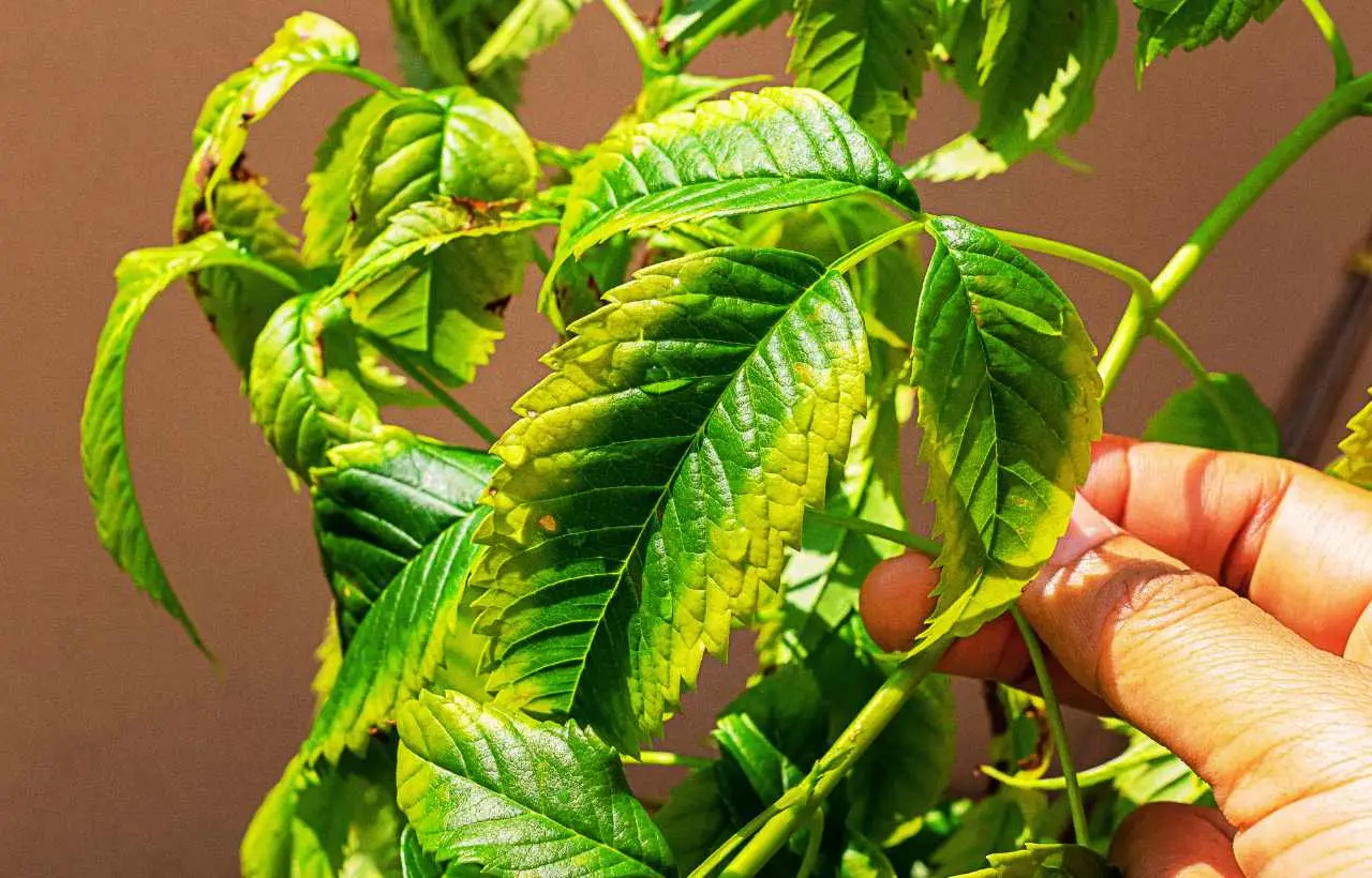 Scopri come prevenire le malattie fungine nelle piante ornamentali Scopri come prevenire le malattie fungine nelle piante ornamentali