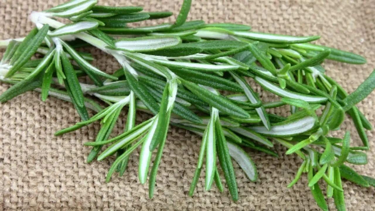 Rosmarino: perché è l’erba aromatica essenziale da avere in giardino Rosmarino: perché è l’erba aromatica essenziale da avere in giardino