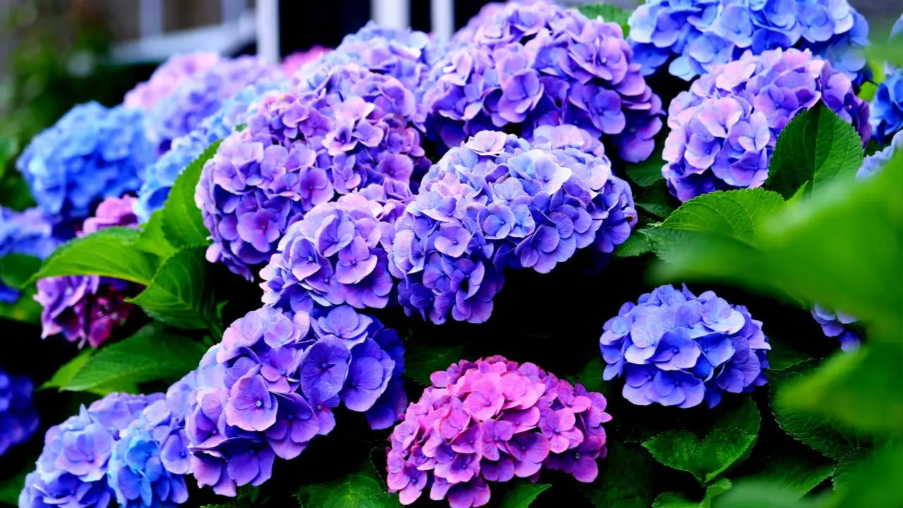 Il trucco dei giardinieri per ortensie in fiore fino a settembre Il trucco dei giardinieri per ortensie in fiore fino a settembre