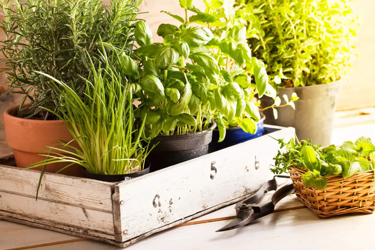 Prevenzione ai parassiti nelle piante aromatiche: i consigli dell’agronomo per l’estate 2025 Prevenzione ai parassiti nelle piante aromatiche: i consigli dell’agronomo per l’estate 2025