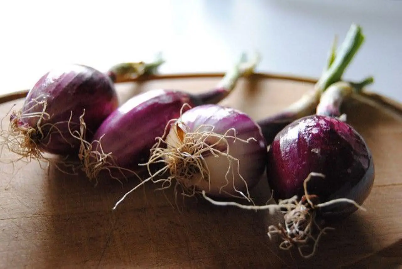 Come ottenere un raccolto di cipolle abbondante: quando piantare a giugno secondo gli esperti Come ottenere un raccolto di cipolle abbondante: quando piantare a giugno secondo gli esperti