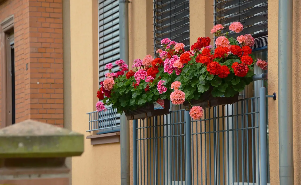 Fiori notturni sul balcone: le varietà che profumano dopo il tramonto per serate speciali Fiori notturni sul balcone: le varietà che profumano dopo il tramonto per serate speciali