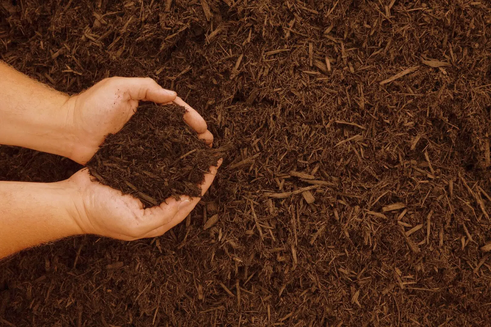 Il segreto della pacciamatura naturale: risparmia acqua e proteggi il terreno durante il caldo estivo Il segreto della pacciamatura naturale: risparmia acqua e proteggi il terreno durante il caldo estivo