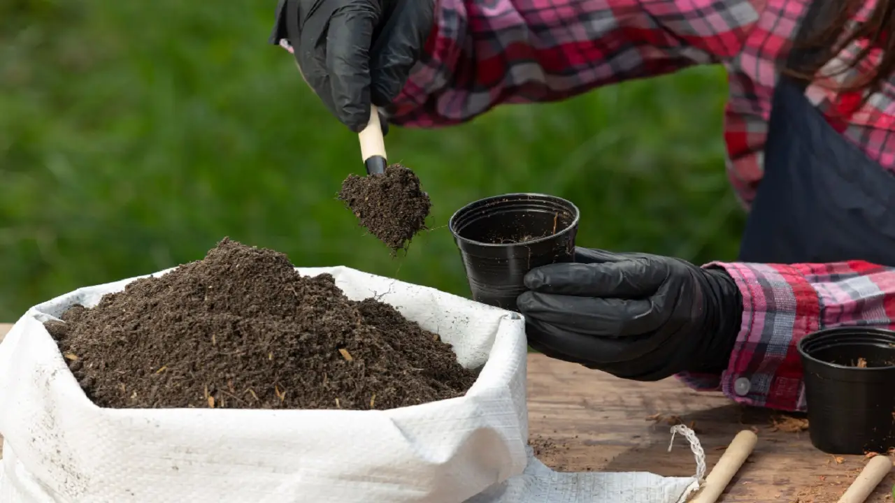 Non usare troppa torba: scopri perché può danneggiare il suolo secondo l’agronomo Non usare troppa torba: scopri perché può danneggiare il suolo secondo l’agronomo