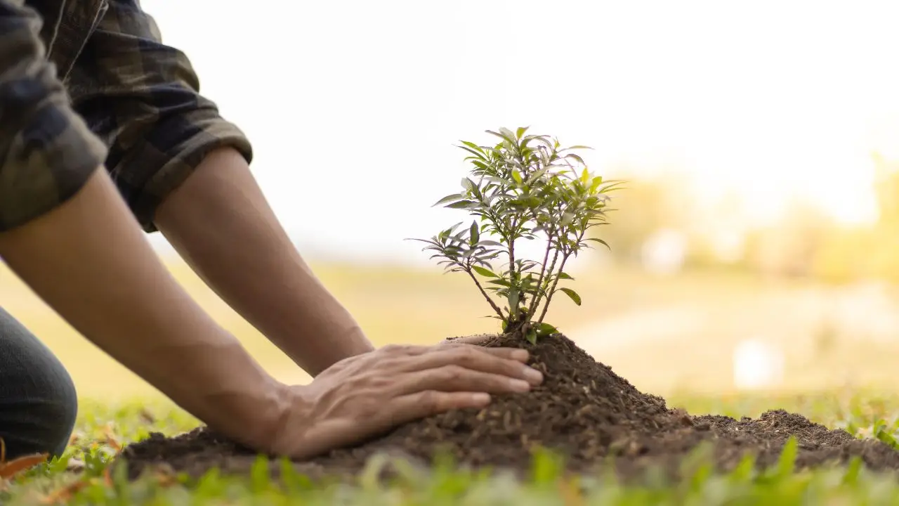 La distanza perfetta tra le piante in giardino: ecco come scegliere quella giusta La distanza perfetta tra le piante in giardino: ecco come scegliere quella giusta