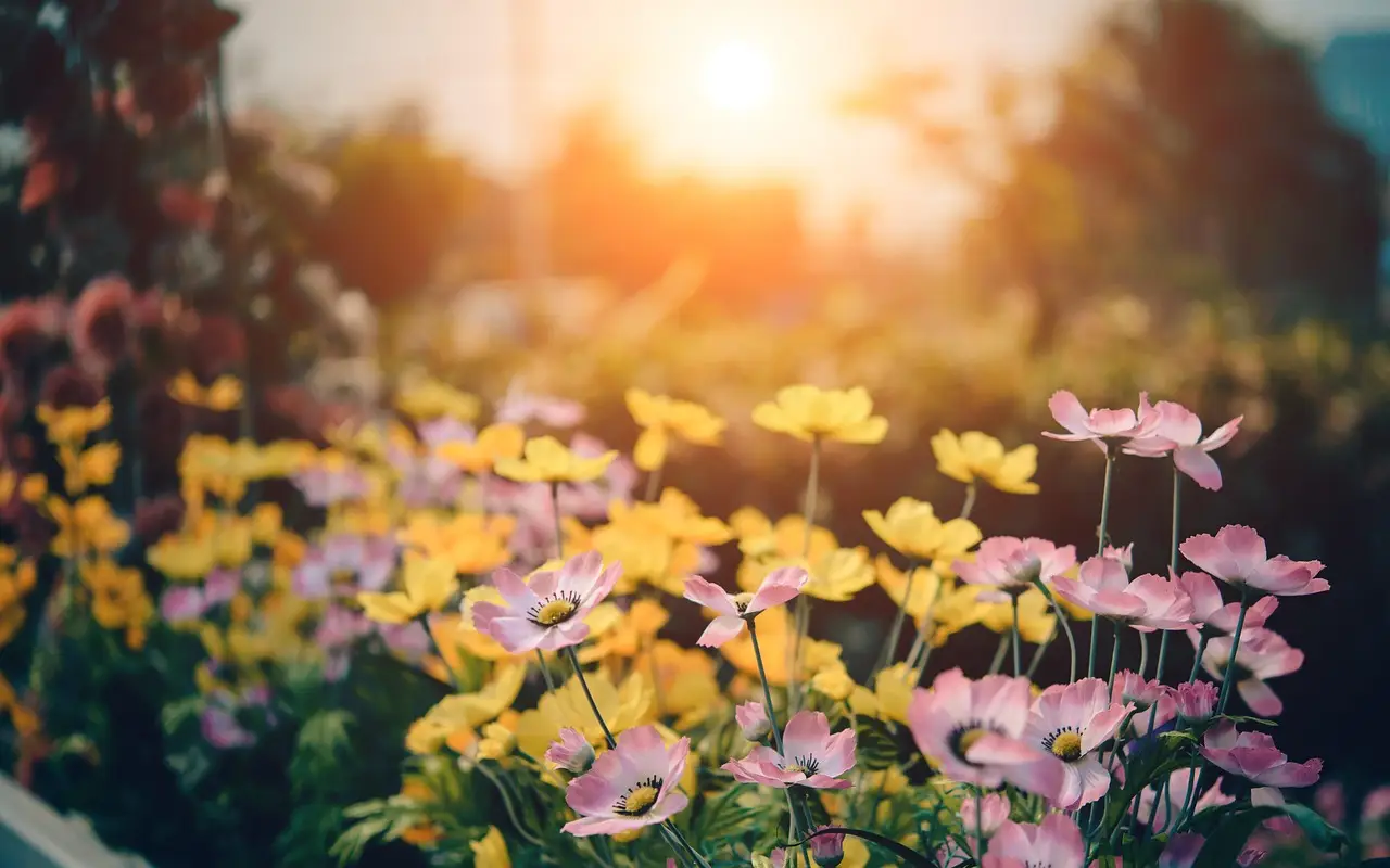 Fiori notturni sul balcone: le varietà che profumano dopo il tramonto per serate speciali Fiori notturni sul balcone: le varietà che profumano dopo il tramonto per serate speciali